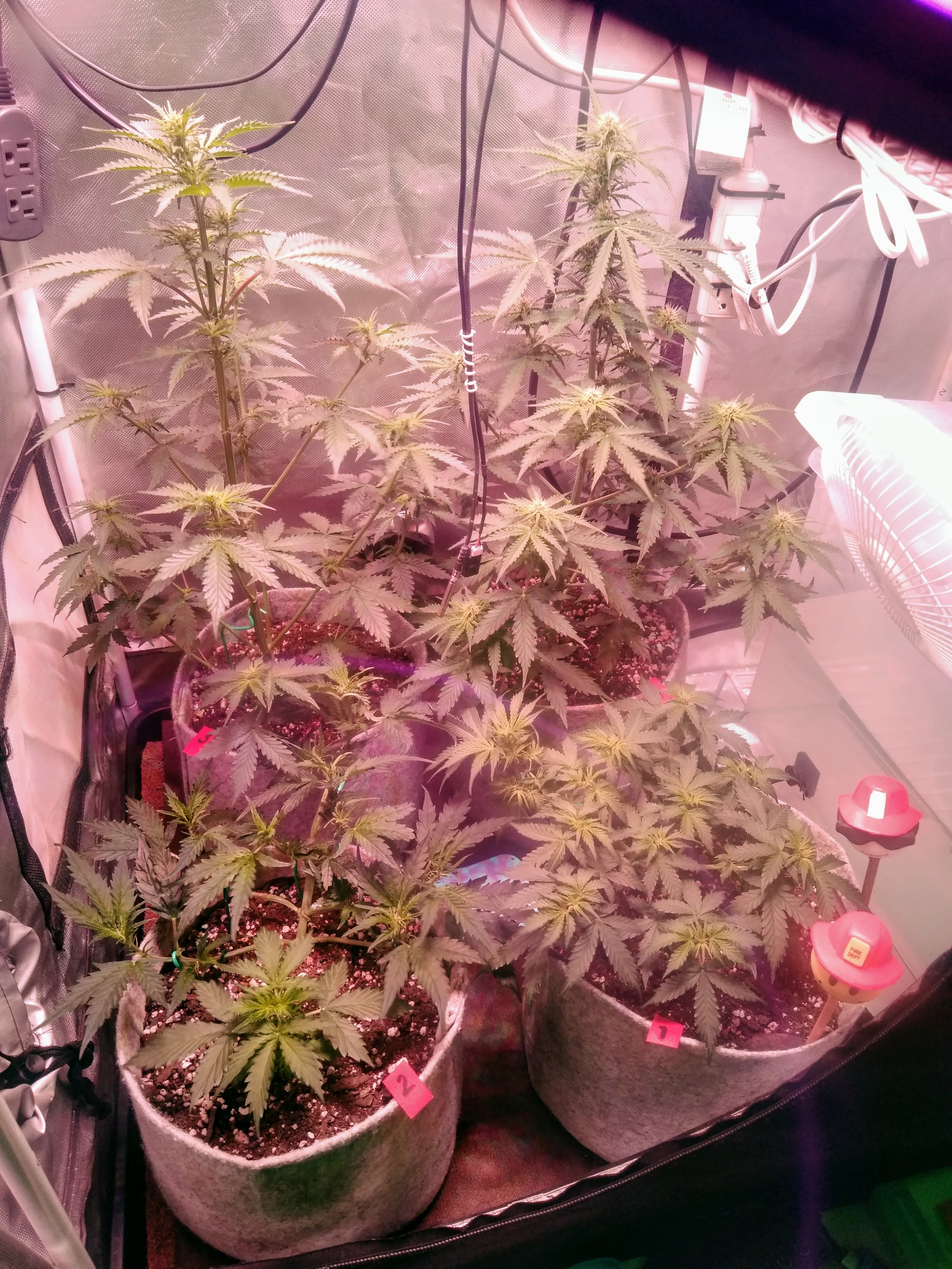 W6, D39, EB2, White Widow