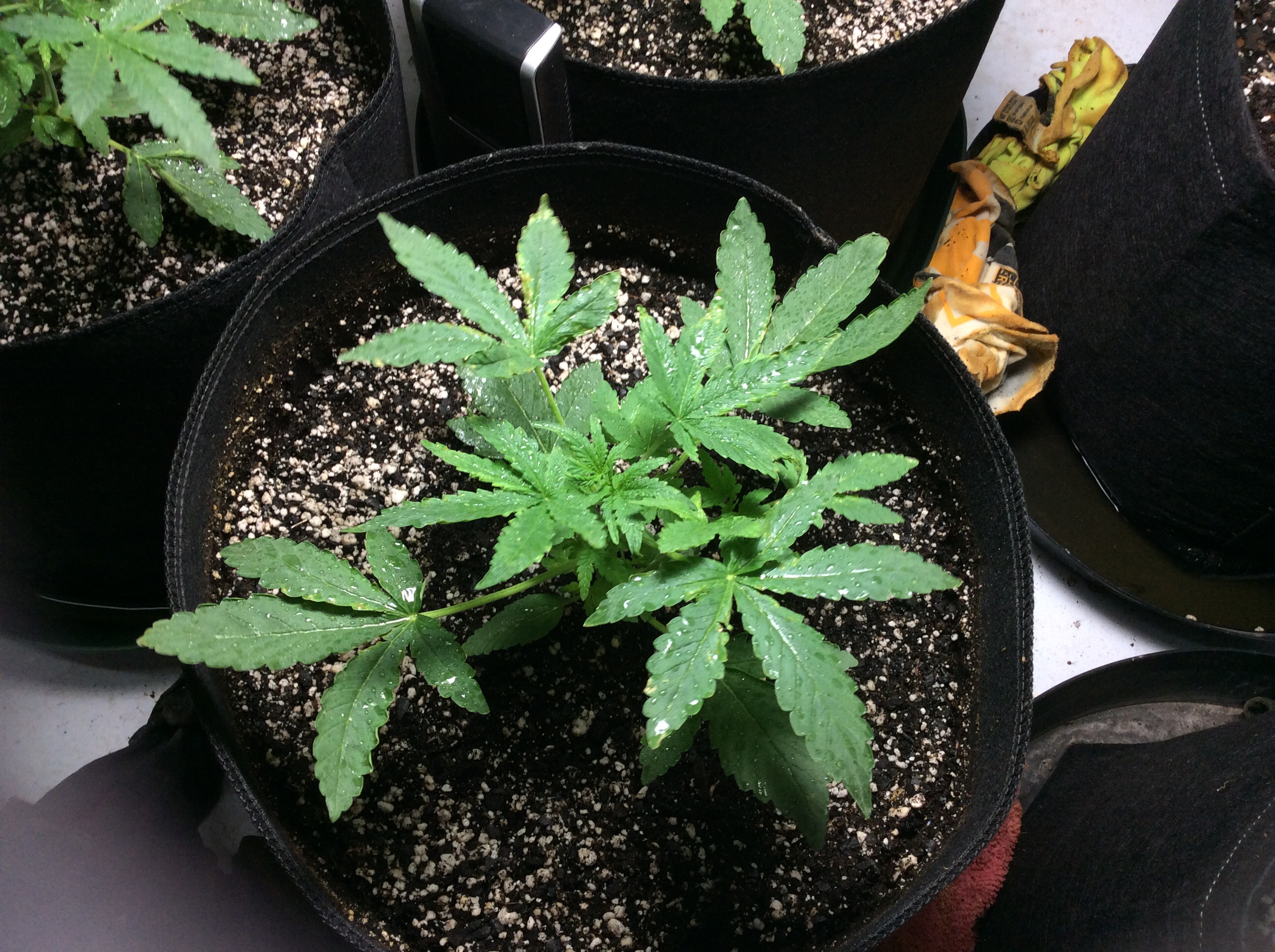 Week Three 60 Day Wonder