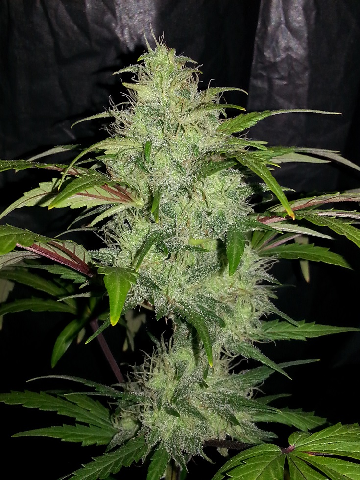 White and Bubbly