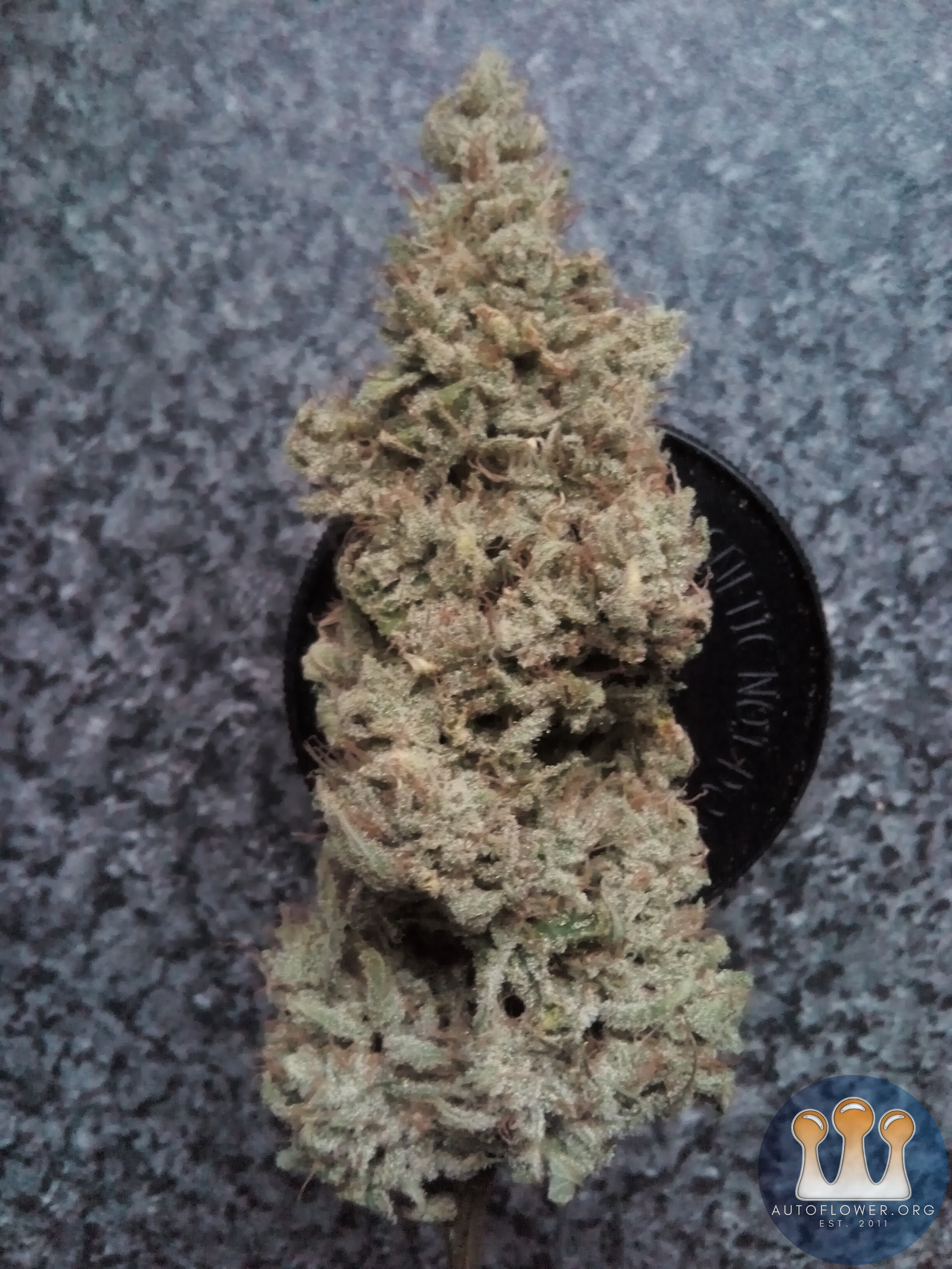 White chem
