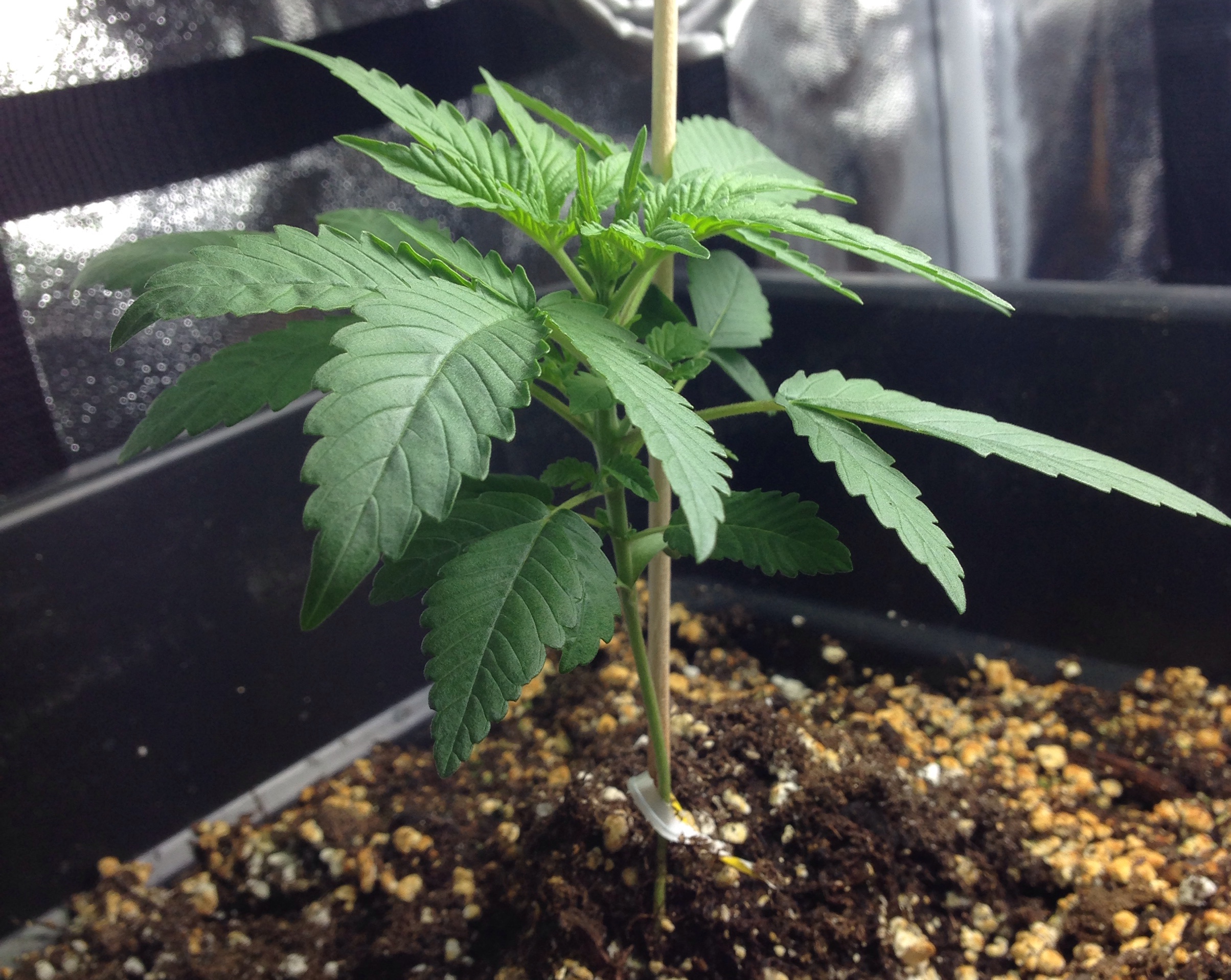 White Widow #1