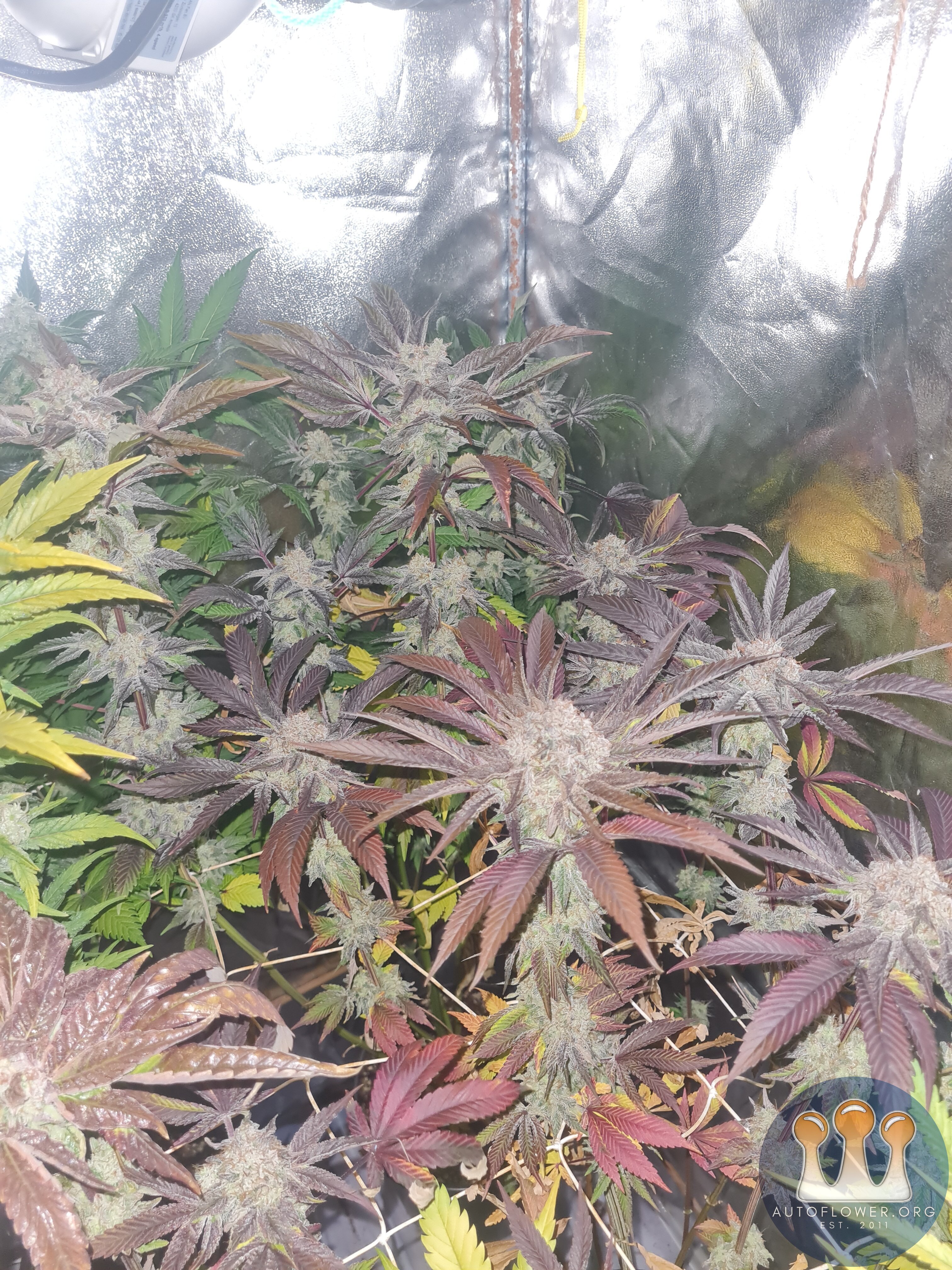 Zkittles