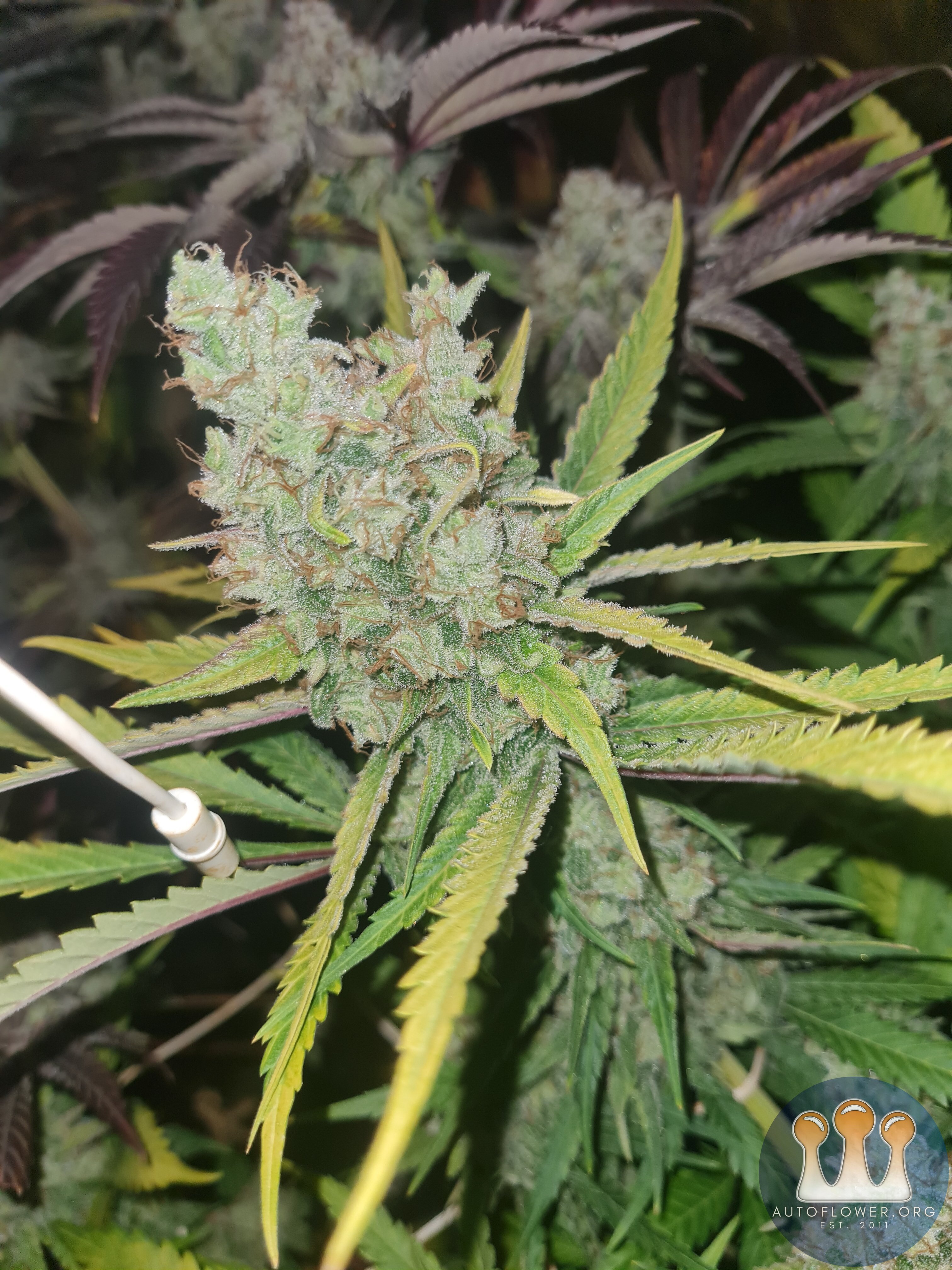 Zkittles