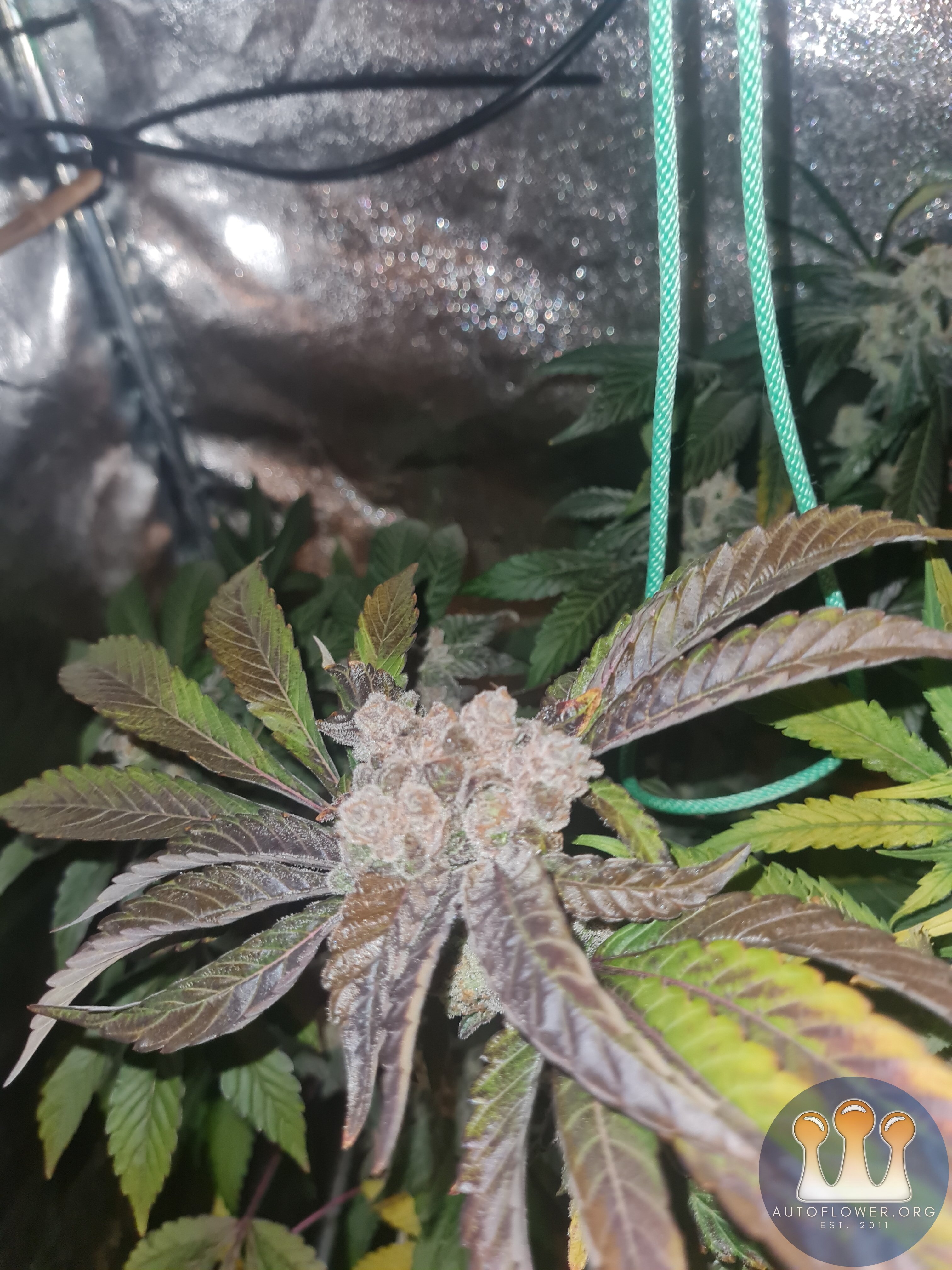 Zkittles
