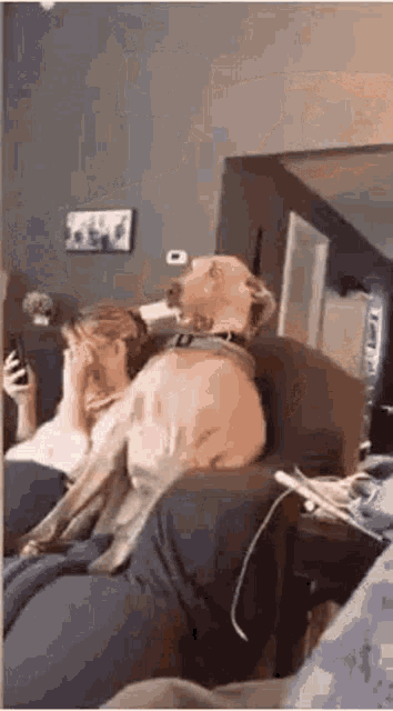 Holy Shit Shocked GIF - Holy Shit Shocked Doggie GIFs