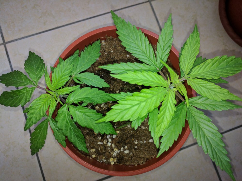 20180118-seedlings-before-transplant-5-jpg.851901