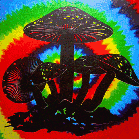 tumblr_ncp02wY1dP1t1weduo1_500.gif