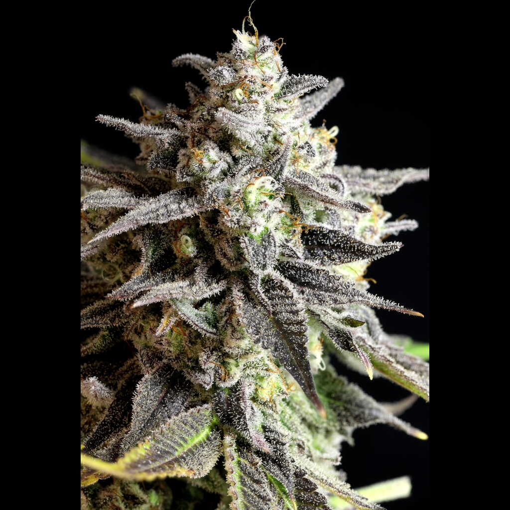 twenty20mendocino.com