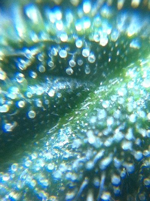 7-jpeg.571216