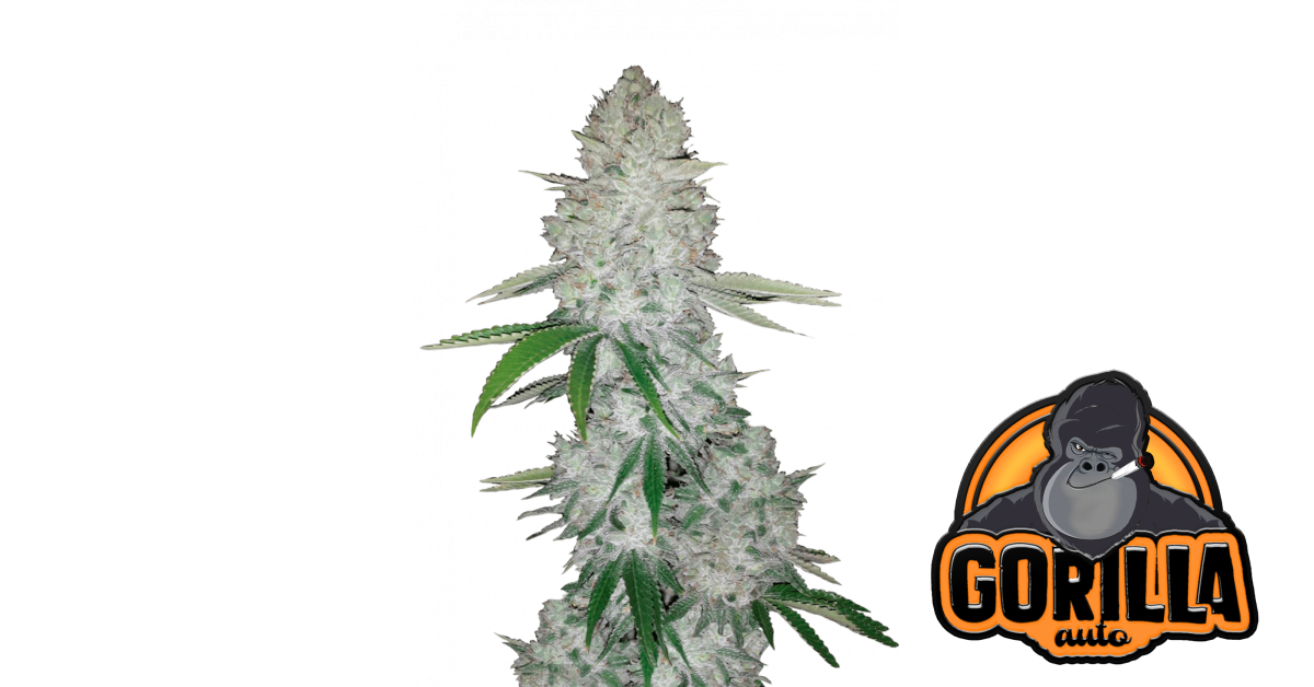 2fast4buds.com
