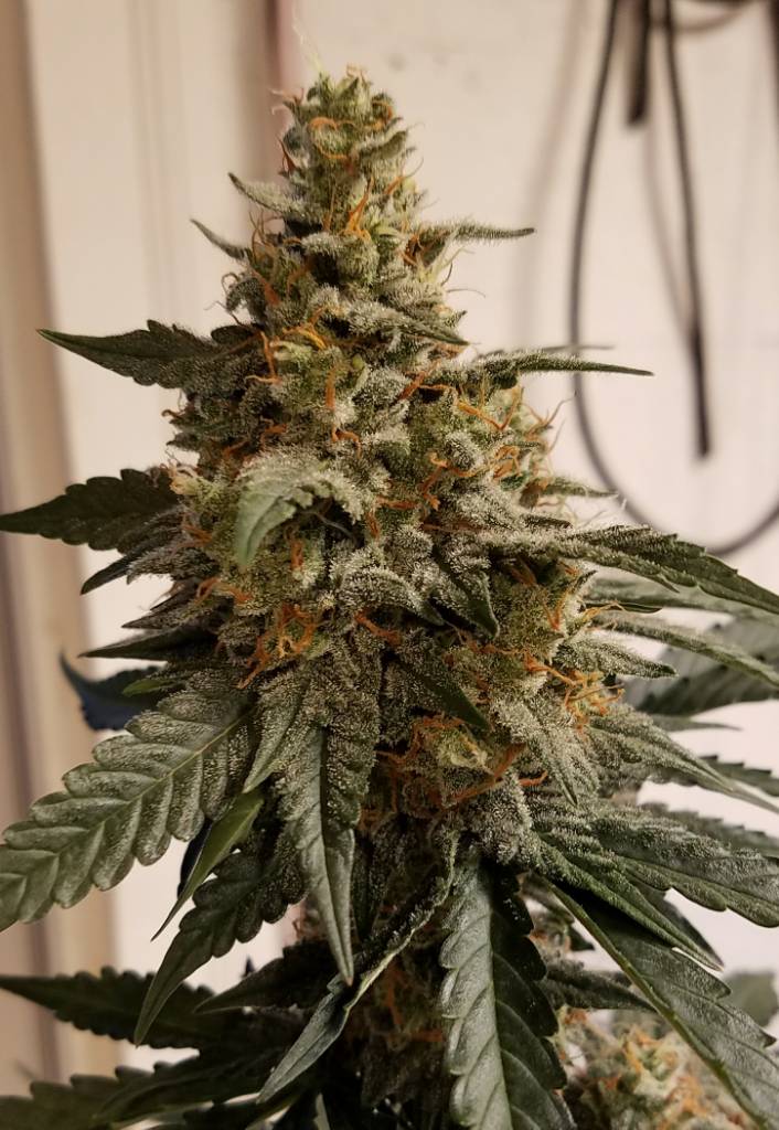 1e420f1ae7b9415186c868862f22a9c9.jpg