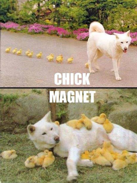 13%20-%20Chick%20Magnet.jpg
