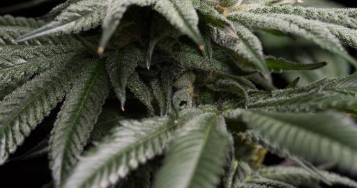 www.humboldtseeds.net