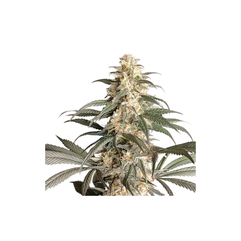 supersativaseedclub.com