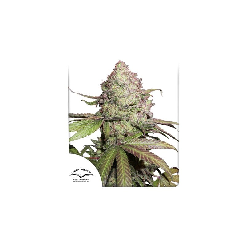 dutch-passion.com