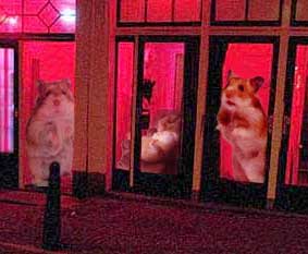 hamsterdam.jpg