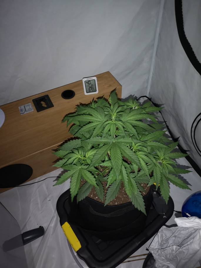 ebc48780971ecfce9ceef852ce4aecb4.jpg