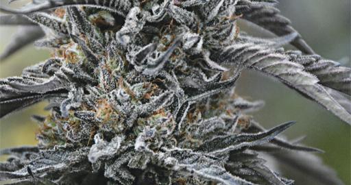 www.humboldtseeds.net