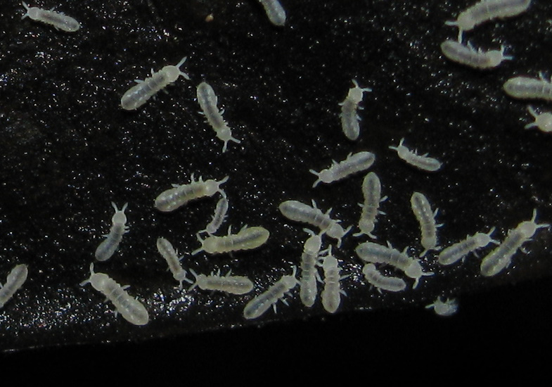 springtails_tanzania_phil.jpg