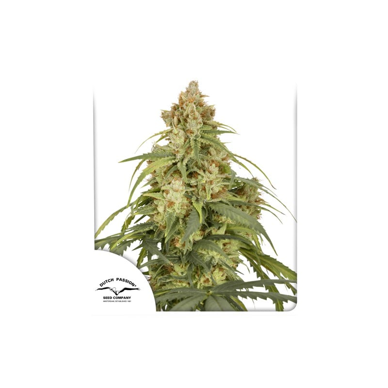 dutch-passion.com