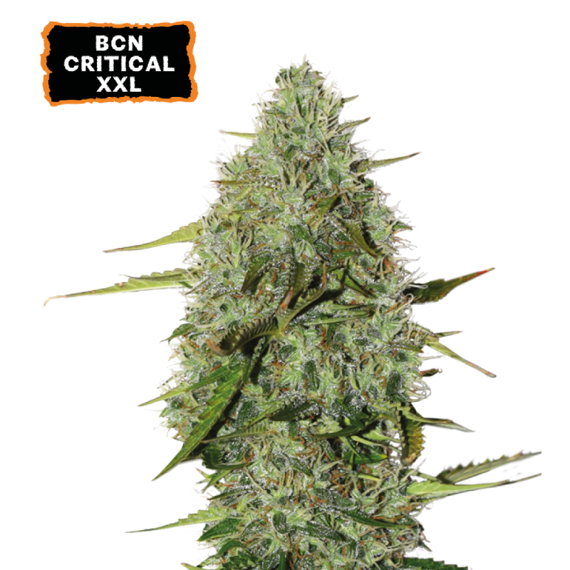 seedstockers.com