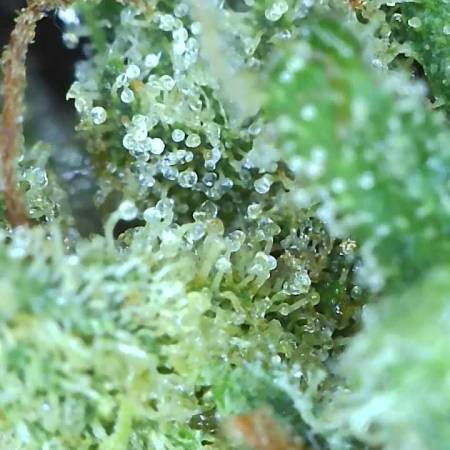 growdiaries.com