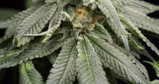 www.humboldtseeds.net