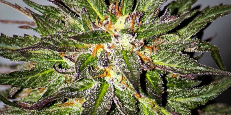 CBD_Critical_Cure_1.jpg