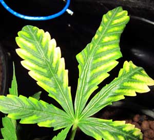 marijuana-magnesium-deficiency-sm.jpg