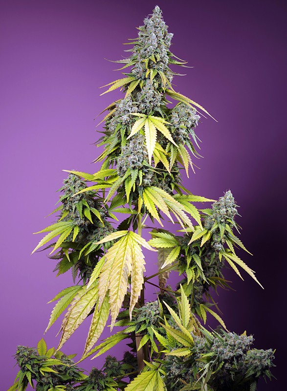 Jet Fuel Mandarine XL Auto® - New Marihuana Seeds 2024