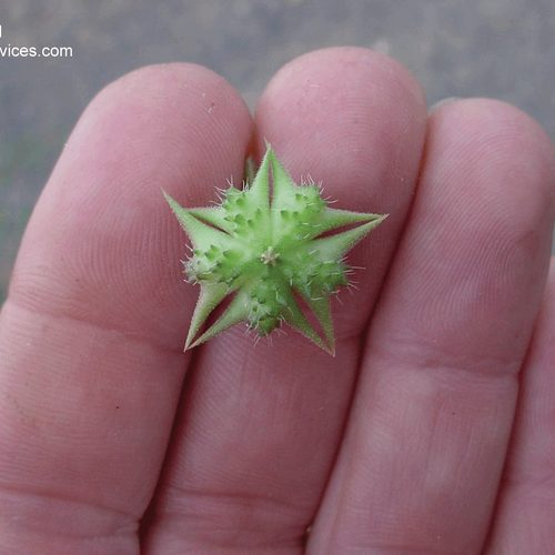 puncturevine_seed.jpg
