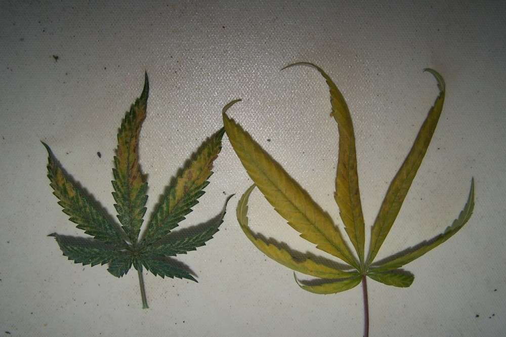 wind-burned-cannabis-leaves.jpg