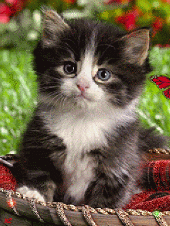 f5de7a5923caeb2b4198e2277201b7bc.gif