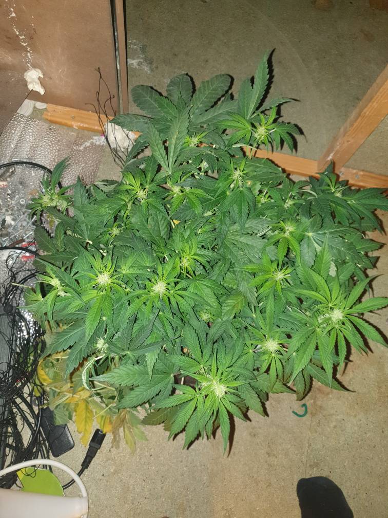 ed33cdbff02de5a5eee64ceb830711e7.jpg
