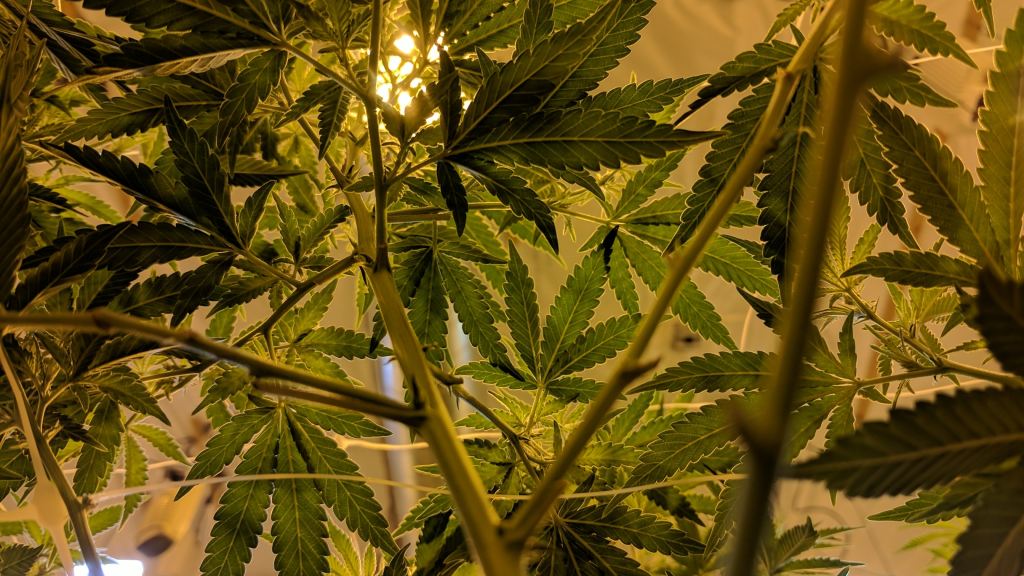 cannabis_humidity_control_growing