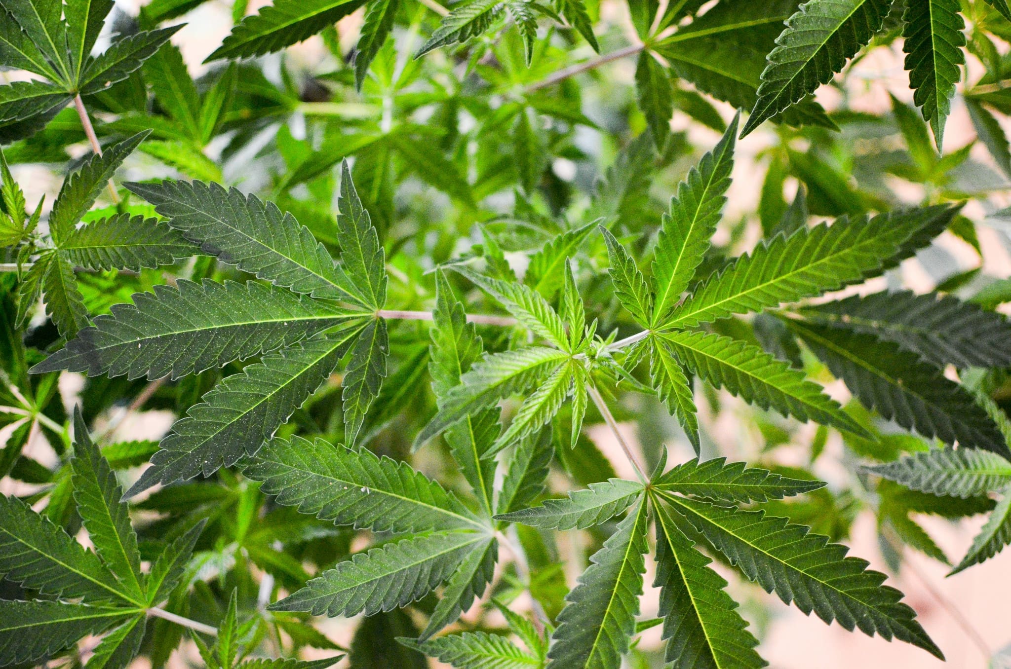 www.marijuanamoment.net