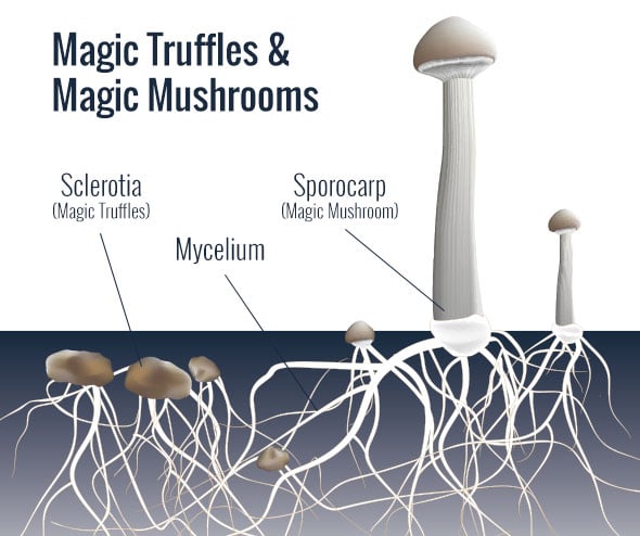 MushroomVsTruffles.jpg