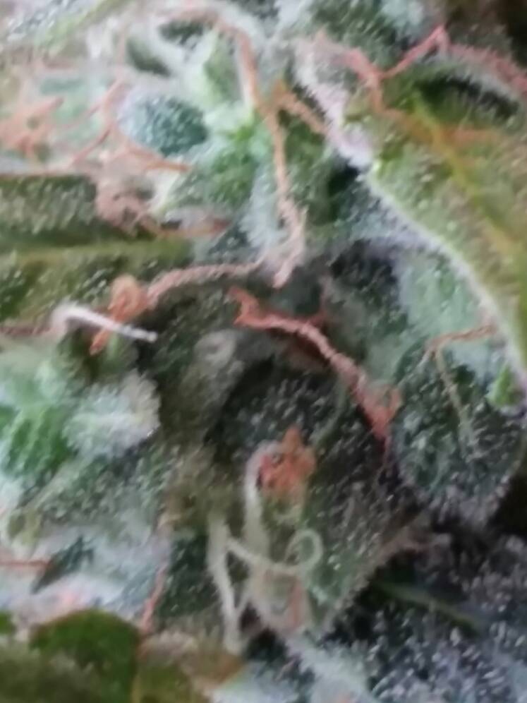 2e08312c92435fc3182fdedd0fd0a491.jpg