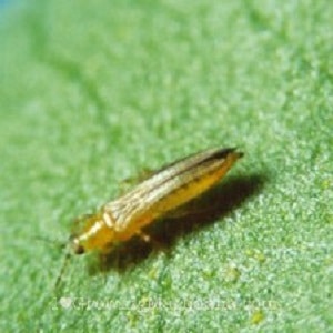 thrips-marijuana-plants.jpg