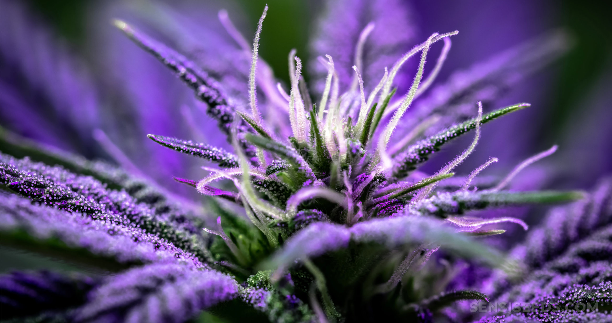 sensiseeds.com