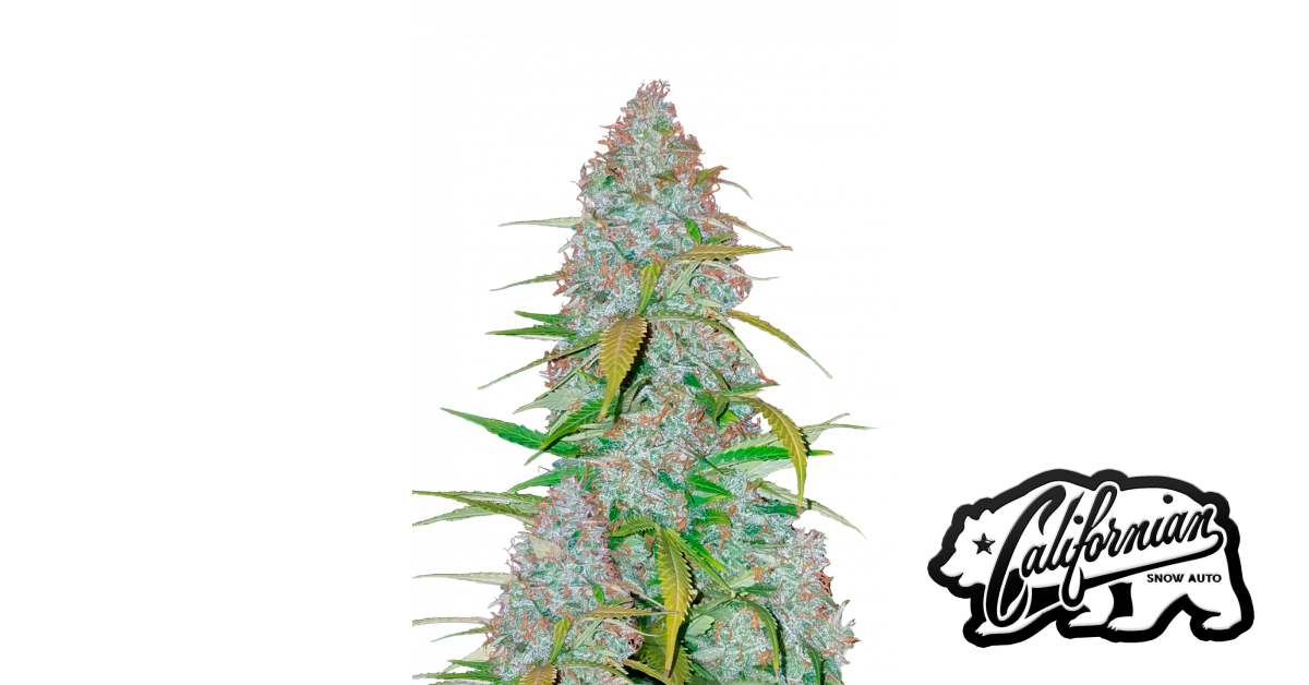 2fast4buds.com