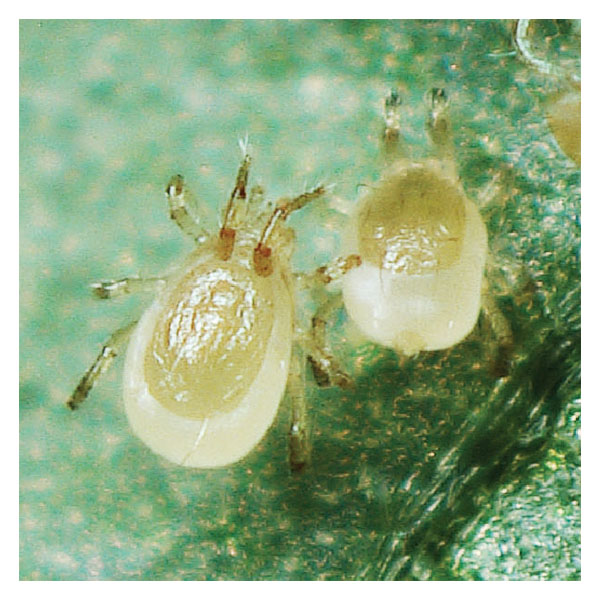 www.arbico-organics.com