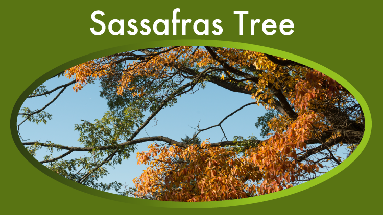 8billiontrees.com