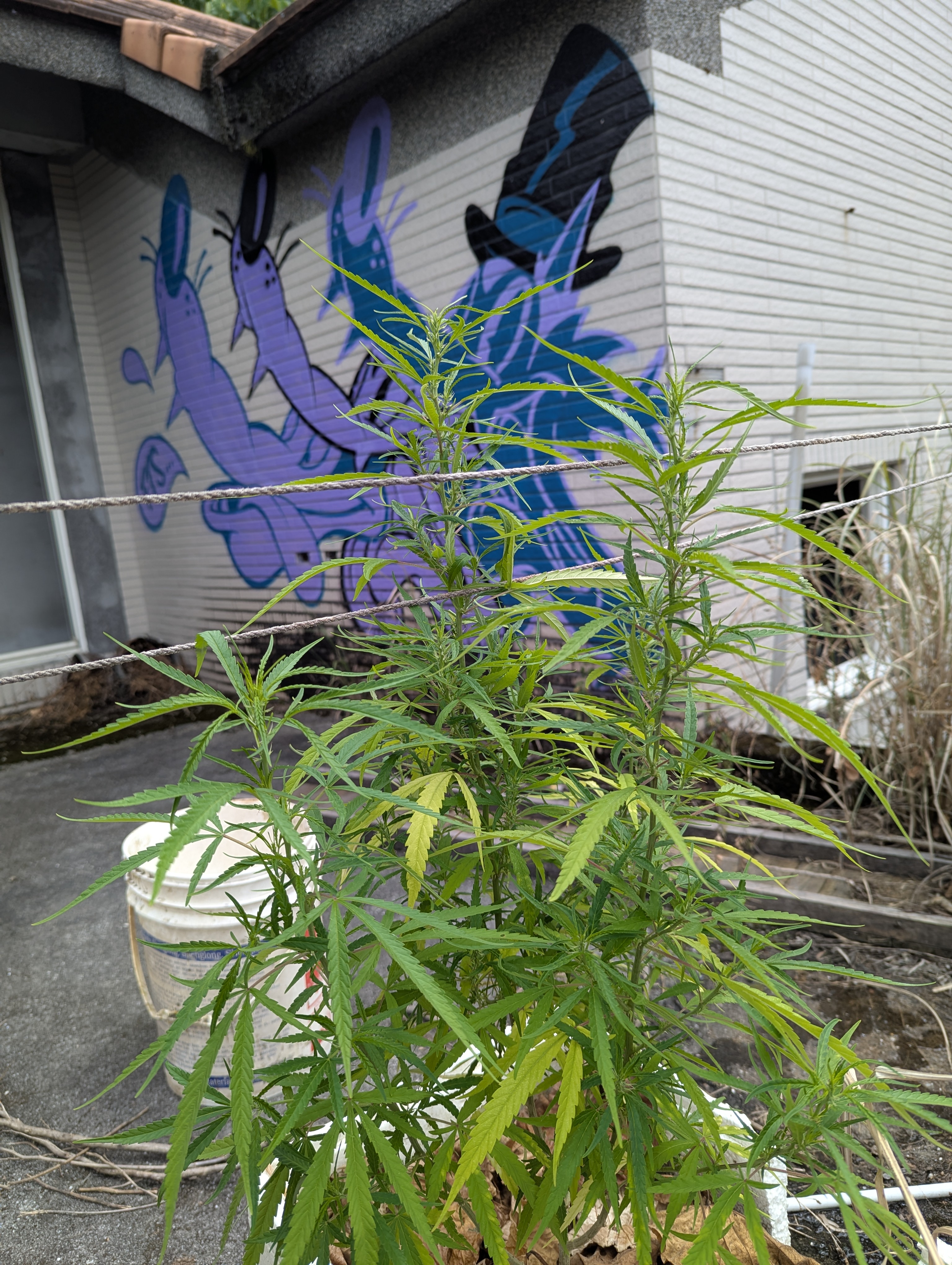 PXL_20250629_023754720.jpg
