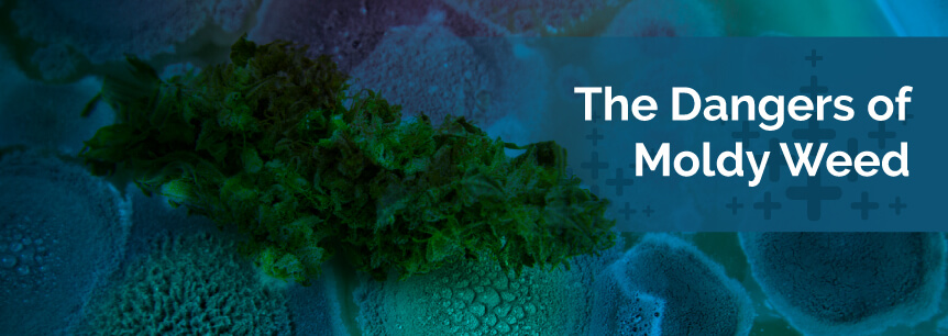 www.marijuanadoctors.com