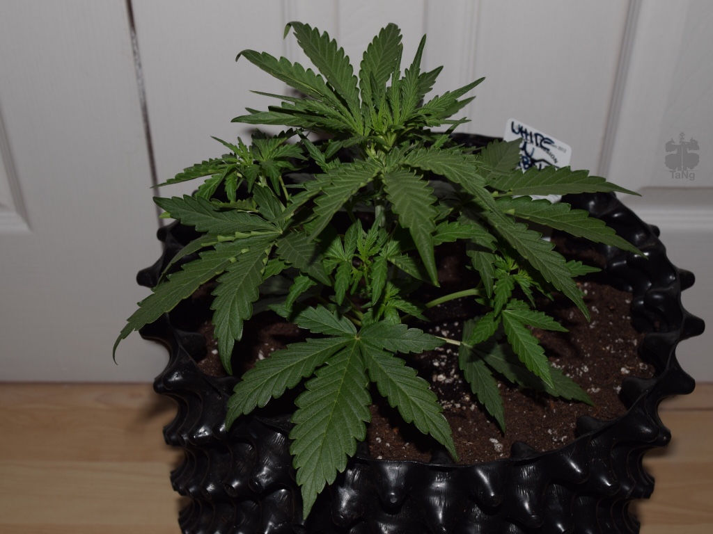 81a307f5cac1cf855020cbd511a309df.jpg