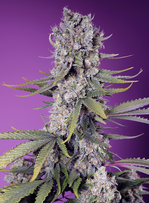 Papaya Zoap F1 Fast Version® - New Marihuana Seeds 2024