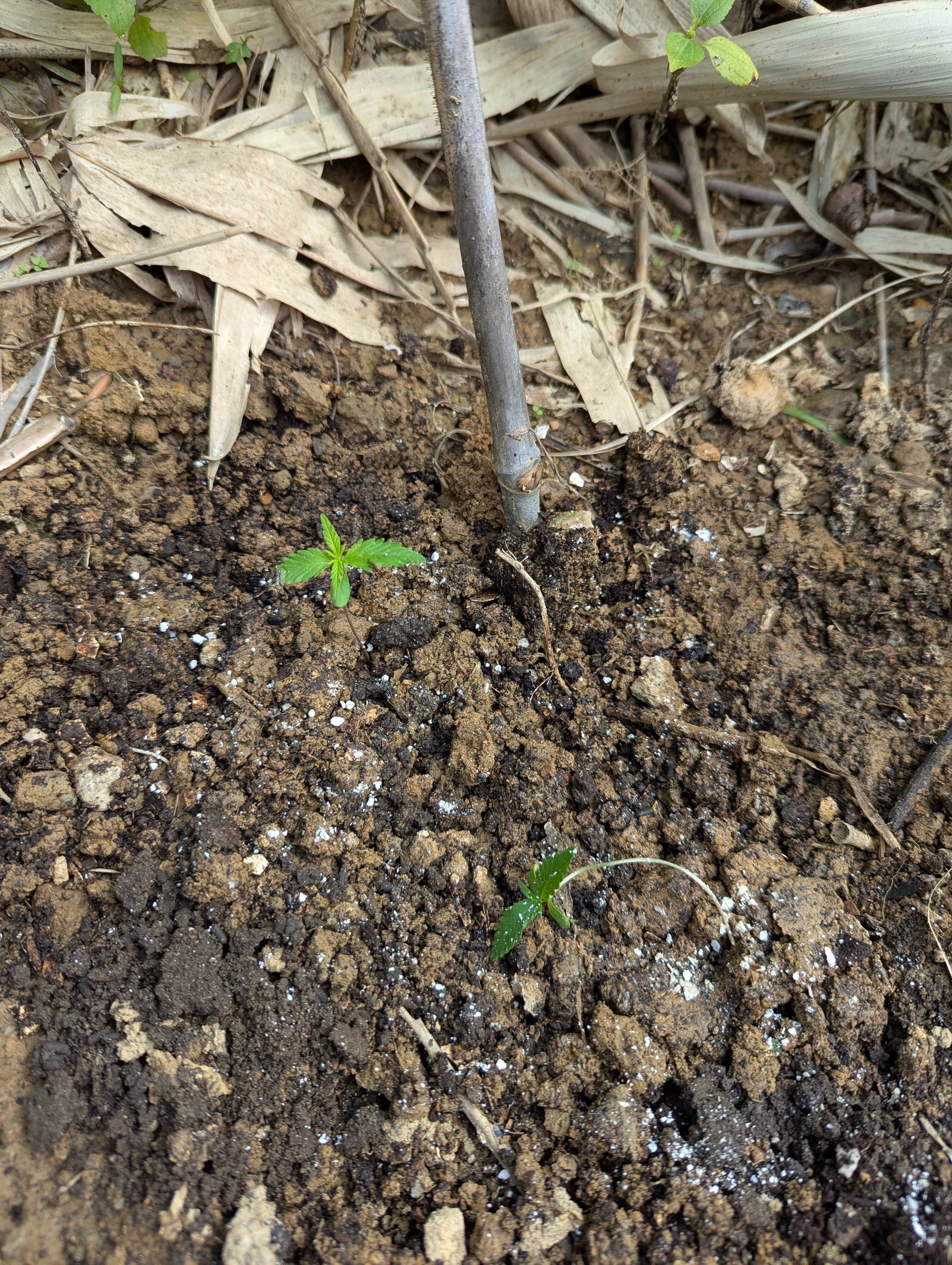 Zamaldelica 2 & Auto Amnesia 2.jpg