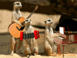 giphy.gif
