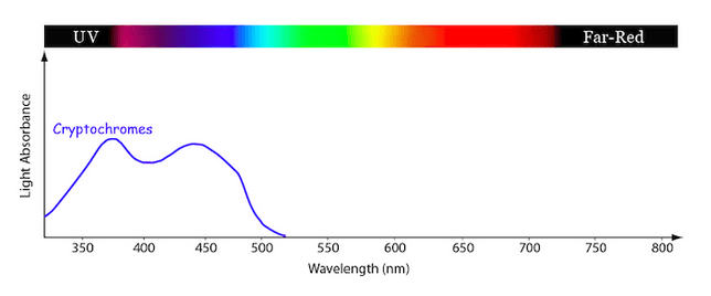 Cryptochrome-Absorption-Spectrum.png